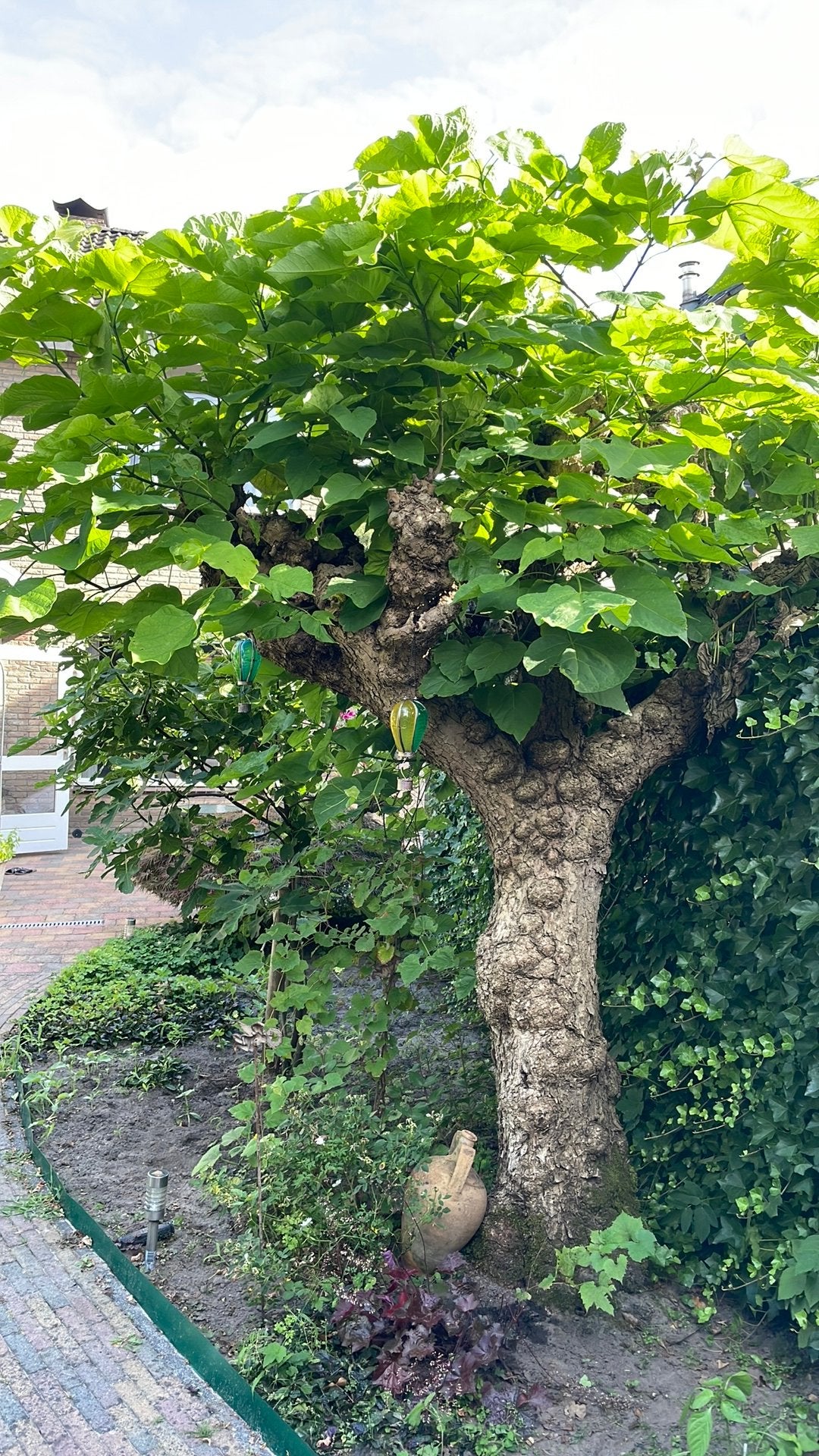 Grote Trompetboom Catalpa bignonioides - gesnoeide knotvorm, Ophalen, Bloeit niet, Volle zon, Overige soorten