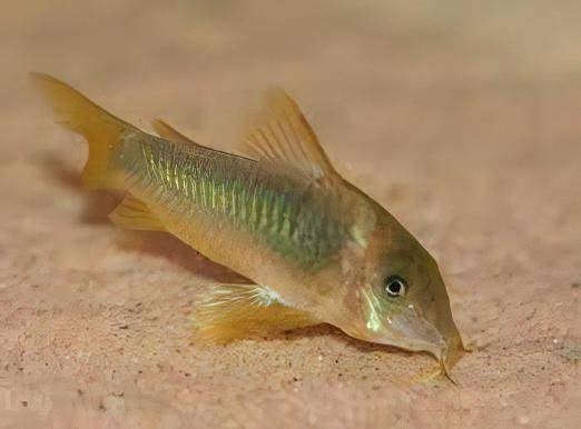 corydoras melanotaenia 4-5 cm €9,95, ., Overige typen, Nieuw, Ophalen of Verzenden
