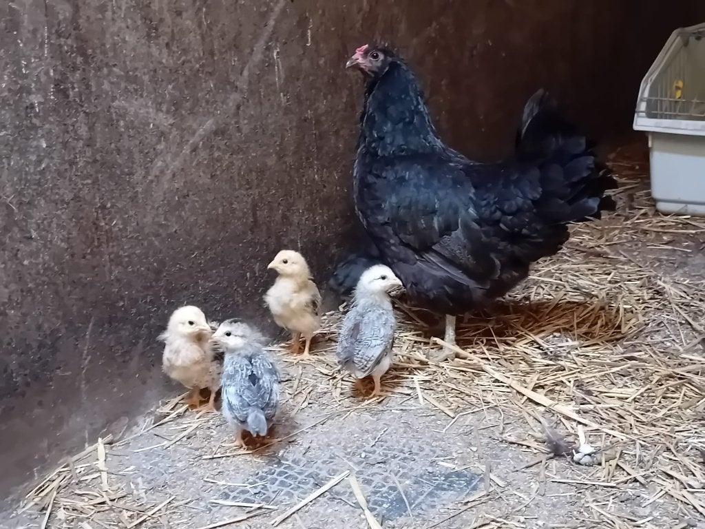 Boerderij scharrelkippen en kuikens te koop, Meerdere dieren, Kip
