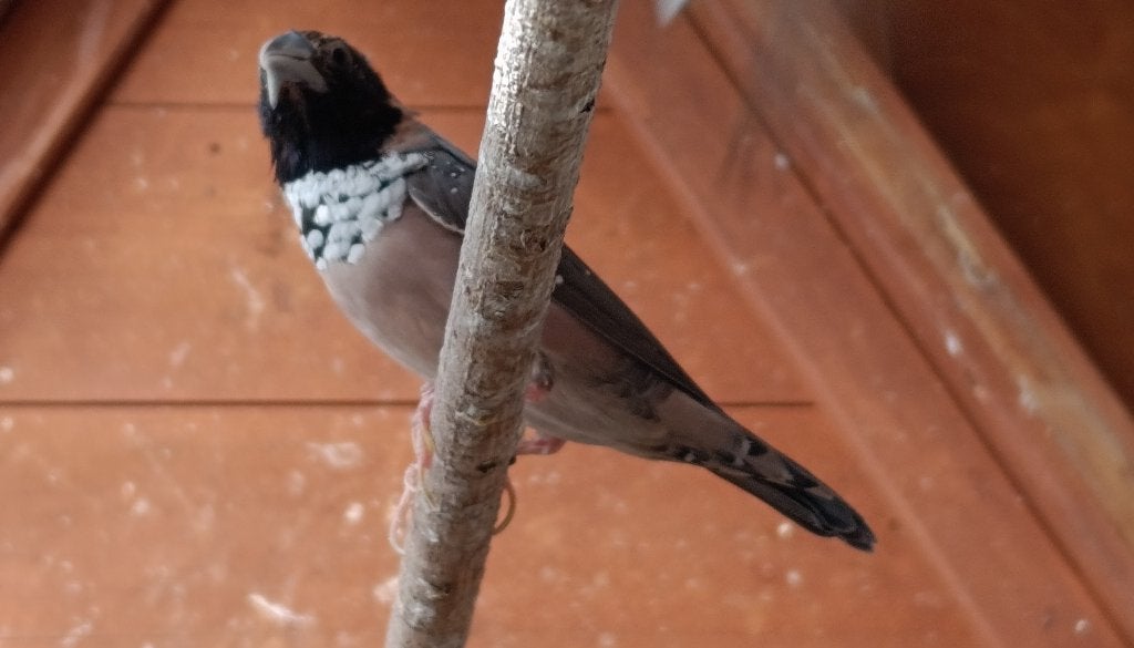 Man Witborst Rietvink €40, Mannelijk, Tropenvogel, Geringd