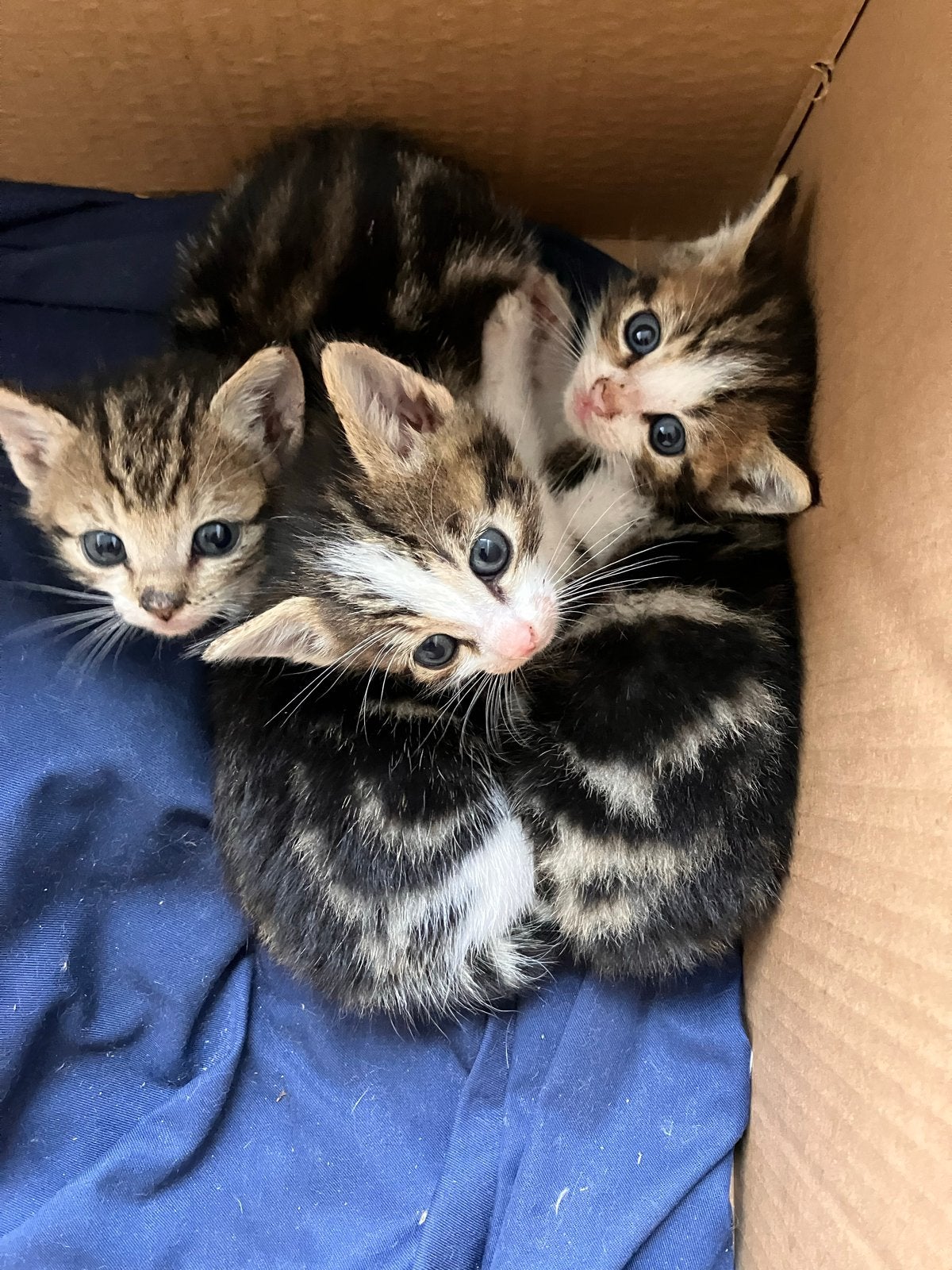 Kittens, Dieren en Toebehoren, Meerdere dieren, Langharig, 0 tot 2 jaar