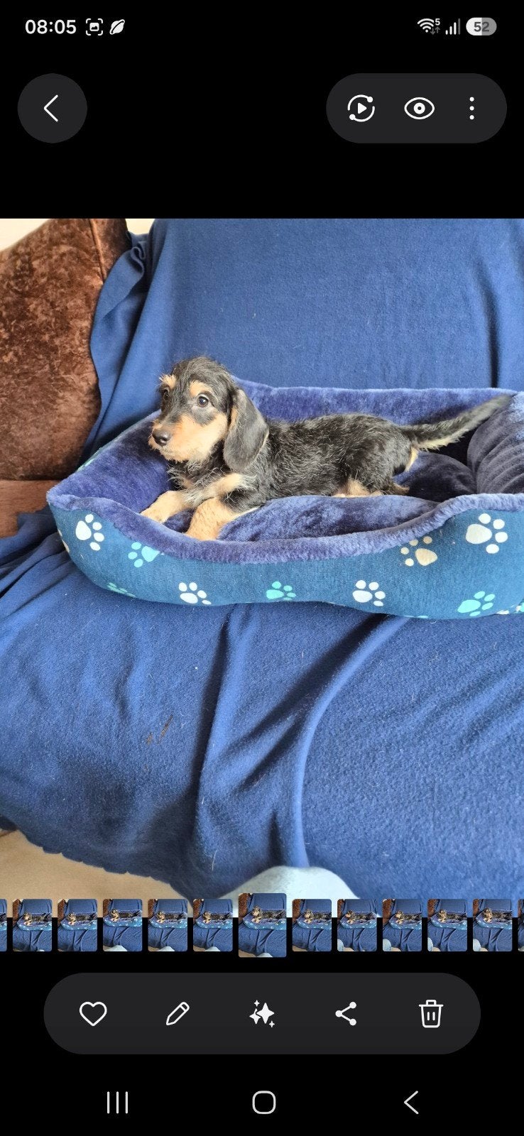 kruising ruwhaar dwergteckel puppies! (boomer) reutjes., Dieren en Toebehoren, Honden | Teckels en Dashonden, Parvo, 8 tot 15 weken