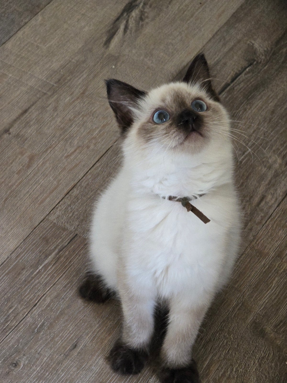 stamboom ragdoll kitten ouders getest, Poes, Met stamboom, 0 tot 2 jaar