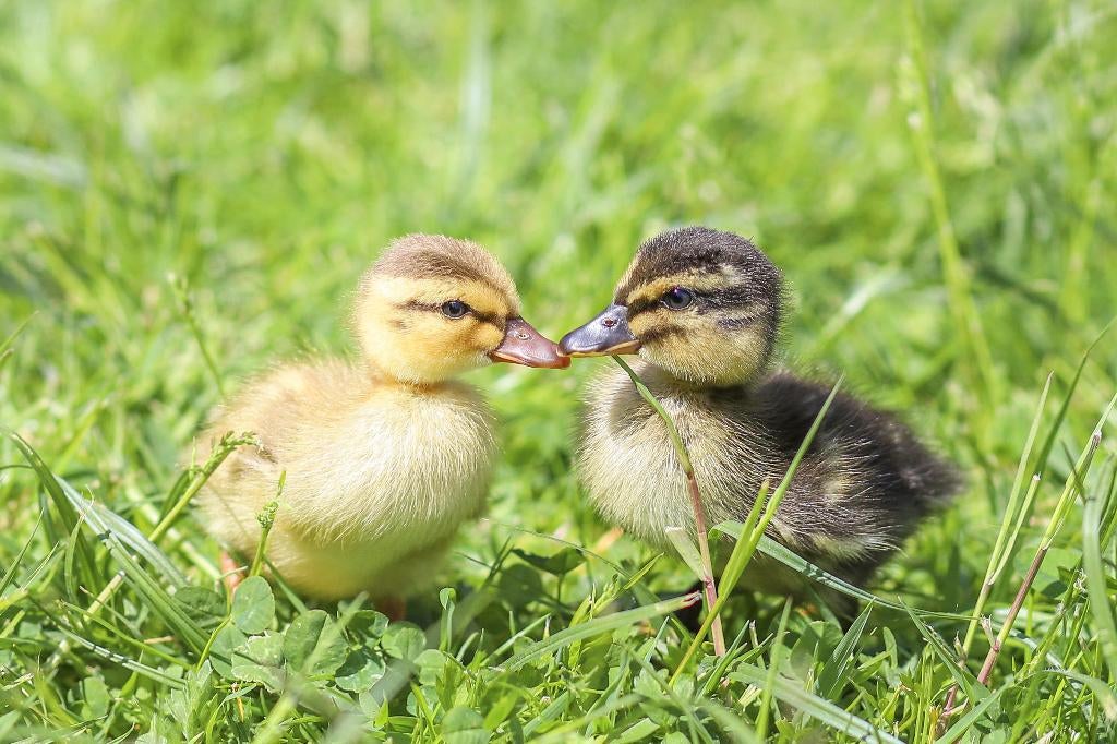 Oud Hollandse kwakers | Eendenkuikens | Gesekst, Meerdere dieren, Eend