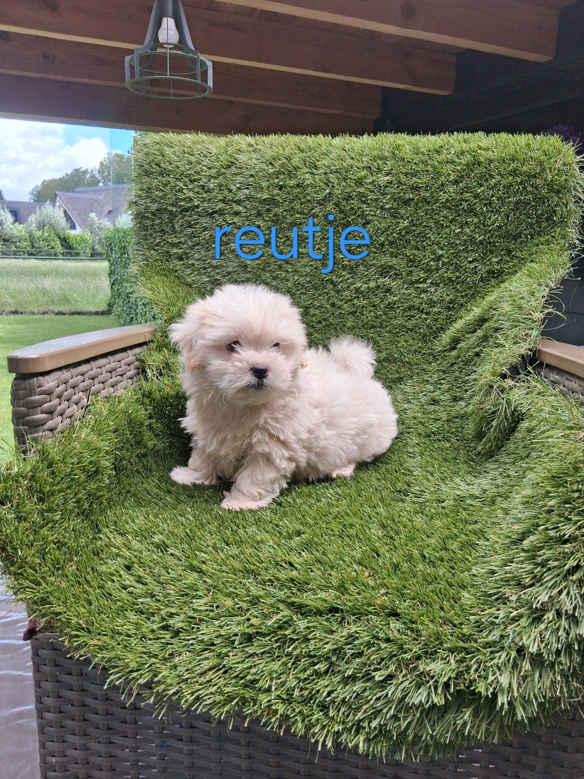 Te koop mooie kleinblijvende boomer pups, Dieren en Toebehoren, Honden | Chihuahua's en Gezelschapshonden, Parvo, 8 tot 15 weken