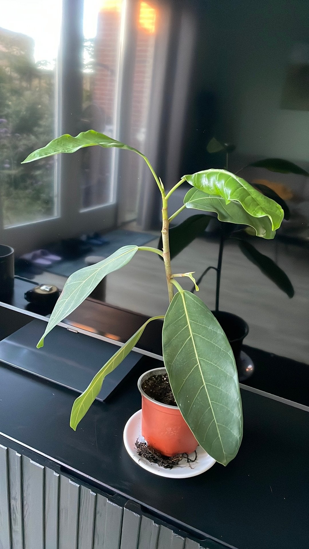 Ficus benghalensis ‘Audrey’, Ophalen, Halfschaduw, Minder dan 100 cm