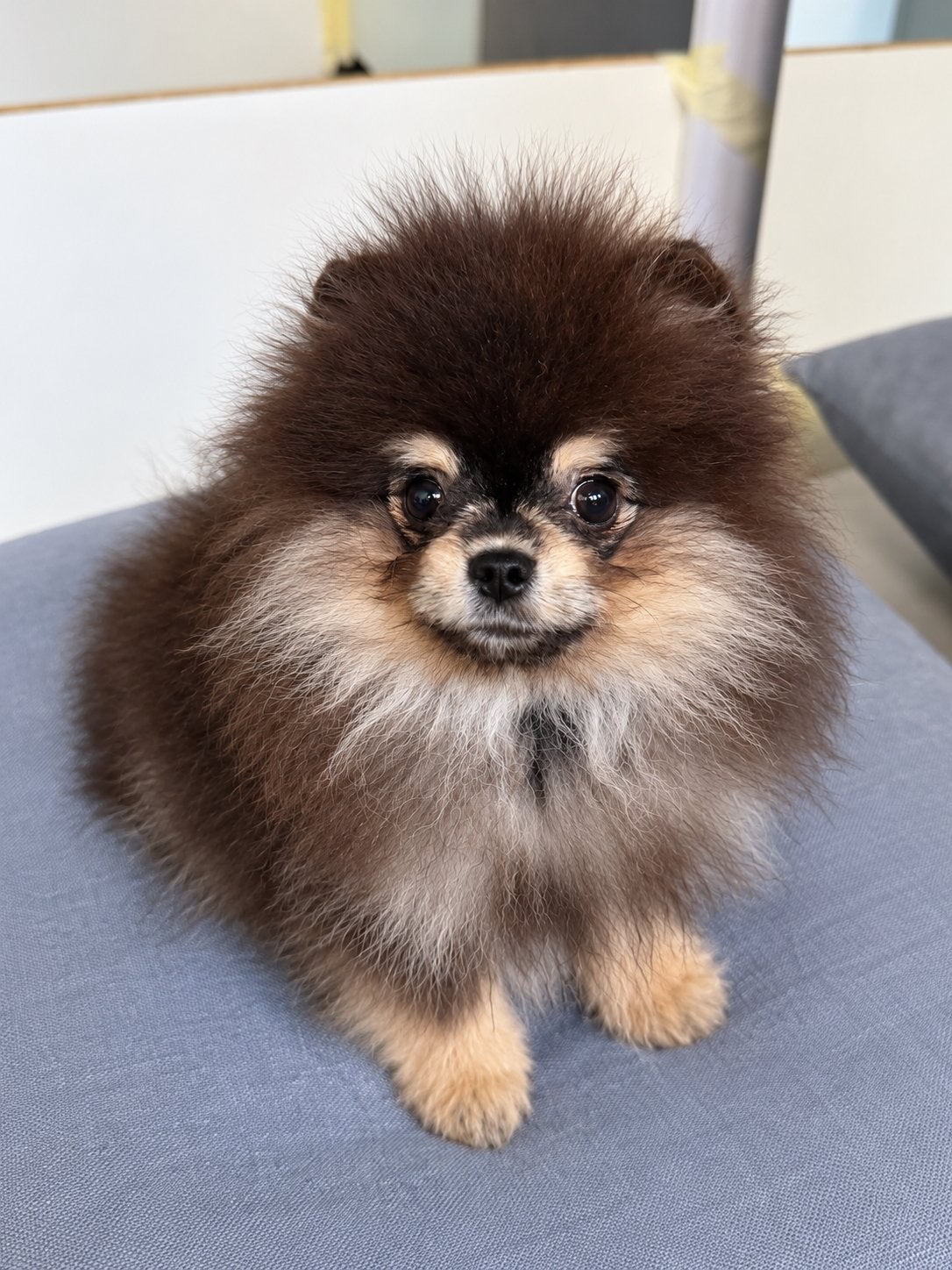 Pomeriaan pup bear face, Particulier, 15 weken tot 1 jaar, Overige rassen, Buitenland