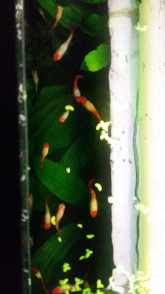 Guppy Koi , Endler ,Waigtail Platy rood, Dieren en Toebehoren, Vissen | Aquariumvissen, Vis, Zoetwatervis
