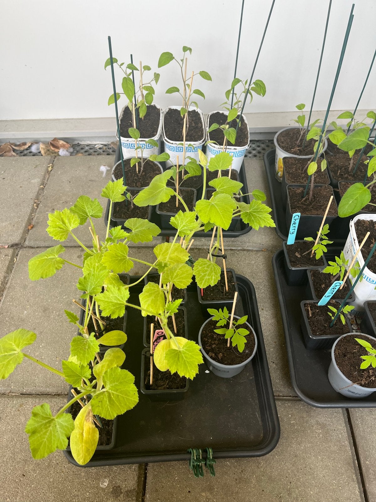 Diverse jonge plantjes: tomaat, pompoen, courgette, Tuin en Terras, Planten | Tuinplanten, Ophalen, Volle zon, Groenteplanten
