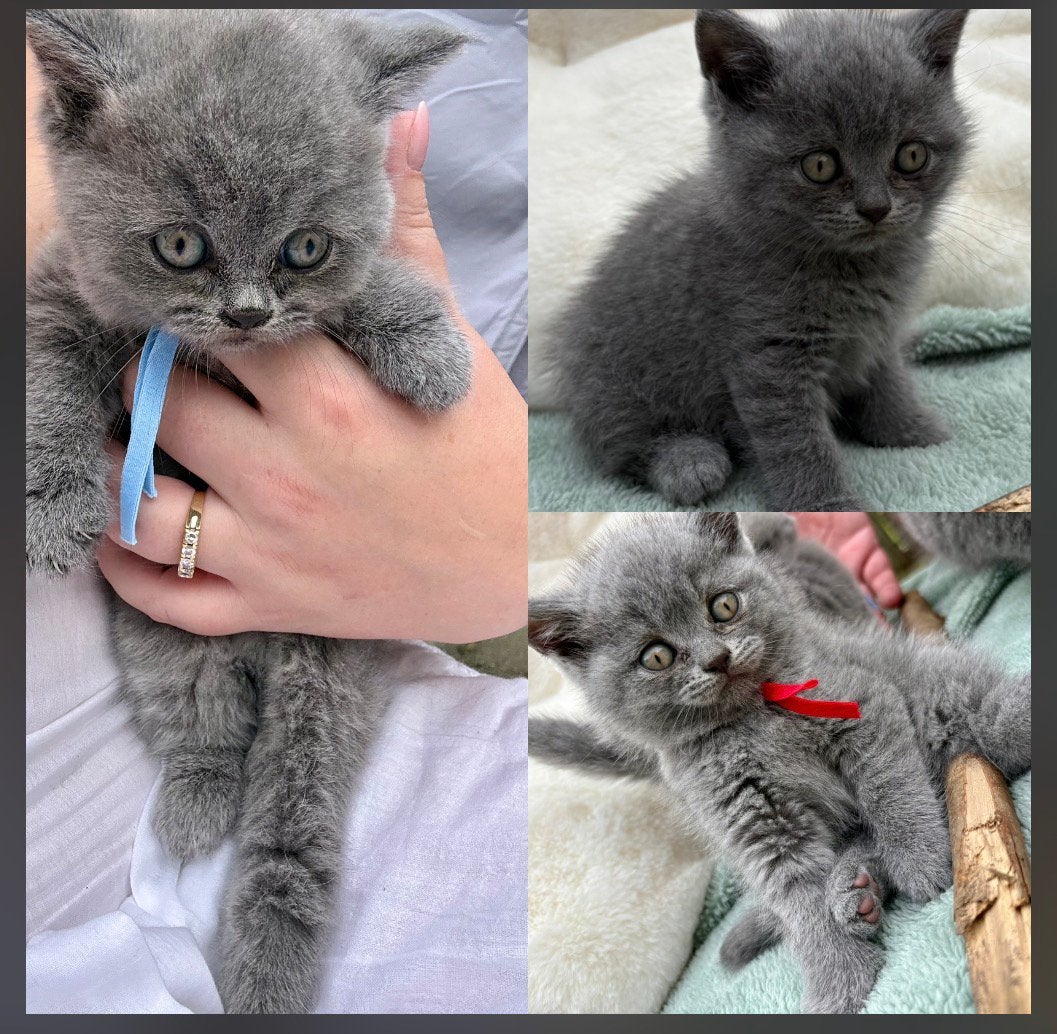 Nog 2 prachtige Britse korthaar kittens mogen (per 14/9 weg), Dieren en Toebehoren, Katten en Kittens | Overige Katten, Meerdere dieren