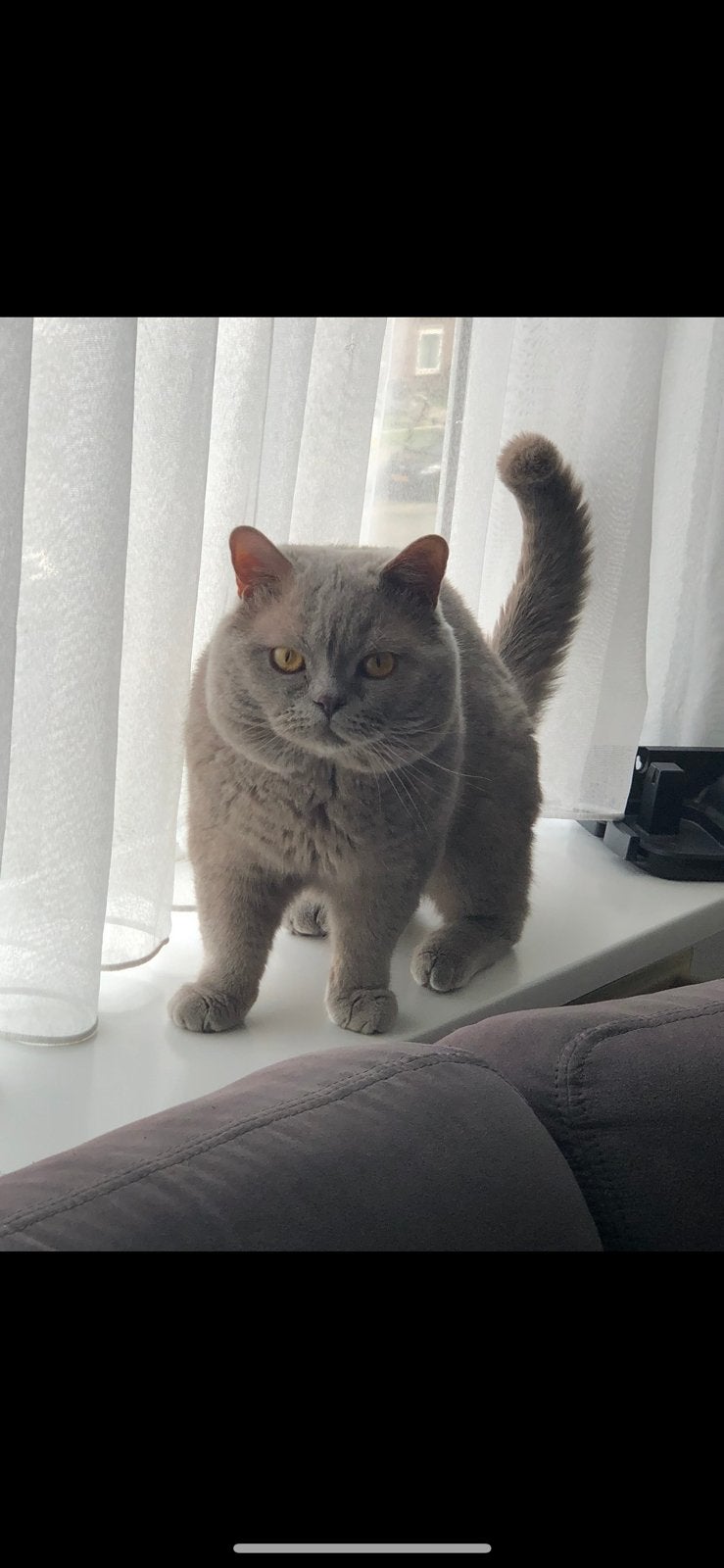 Dekkater NIET TE KOOP!!!, Dieren en Toebehoren