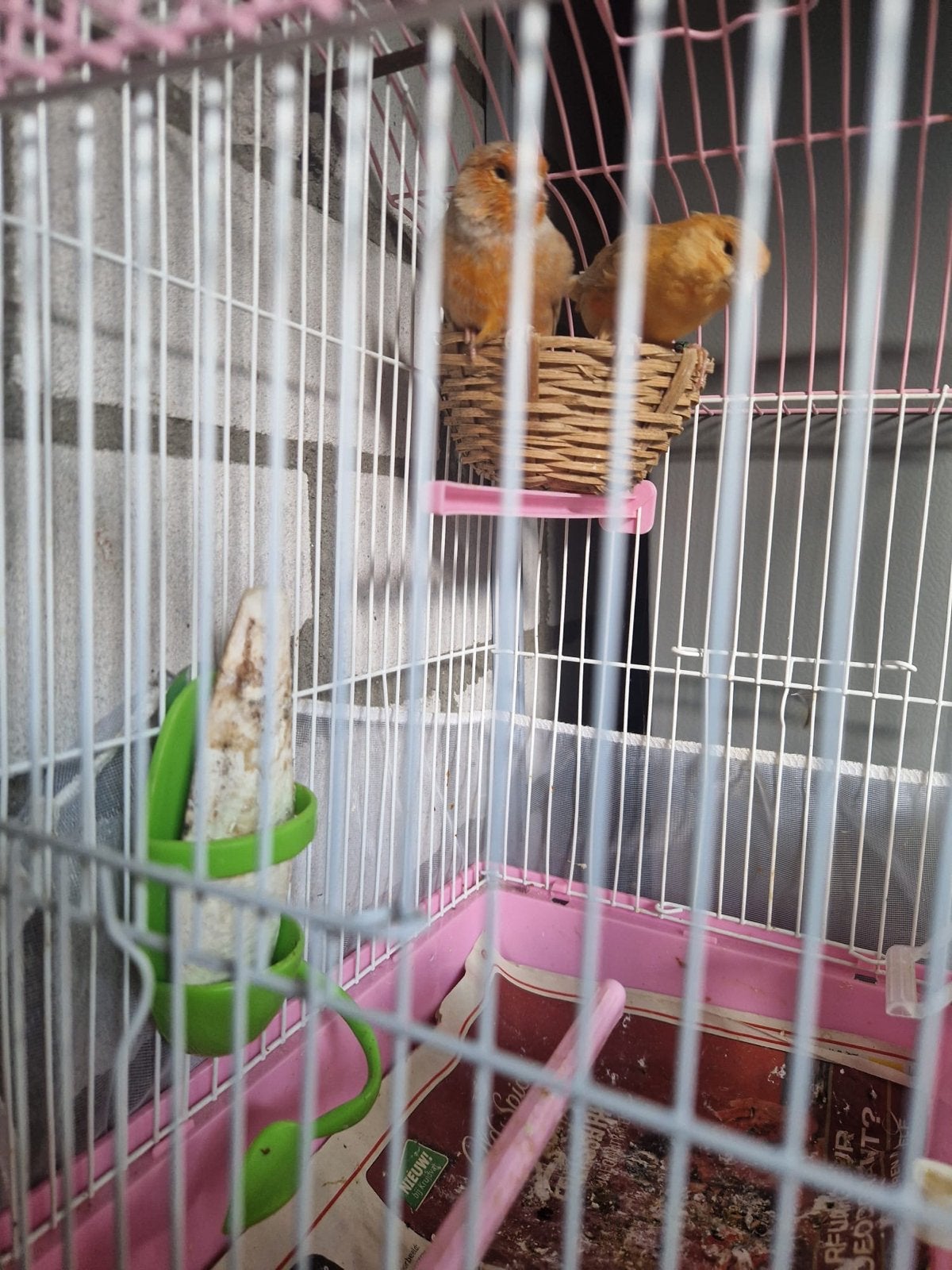 Kanaries, Dieren en Toebehoren, Meerdere dieren, Tam
