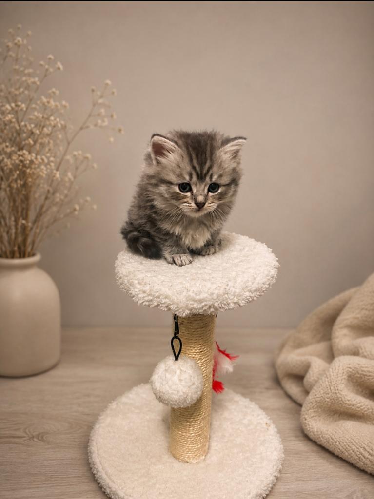 Ragdoll kittens, Dieren en Toebehoren, Katten en Kittens | Raskatten | Langhaar, Meerdere dieren, Ingeënt