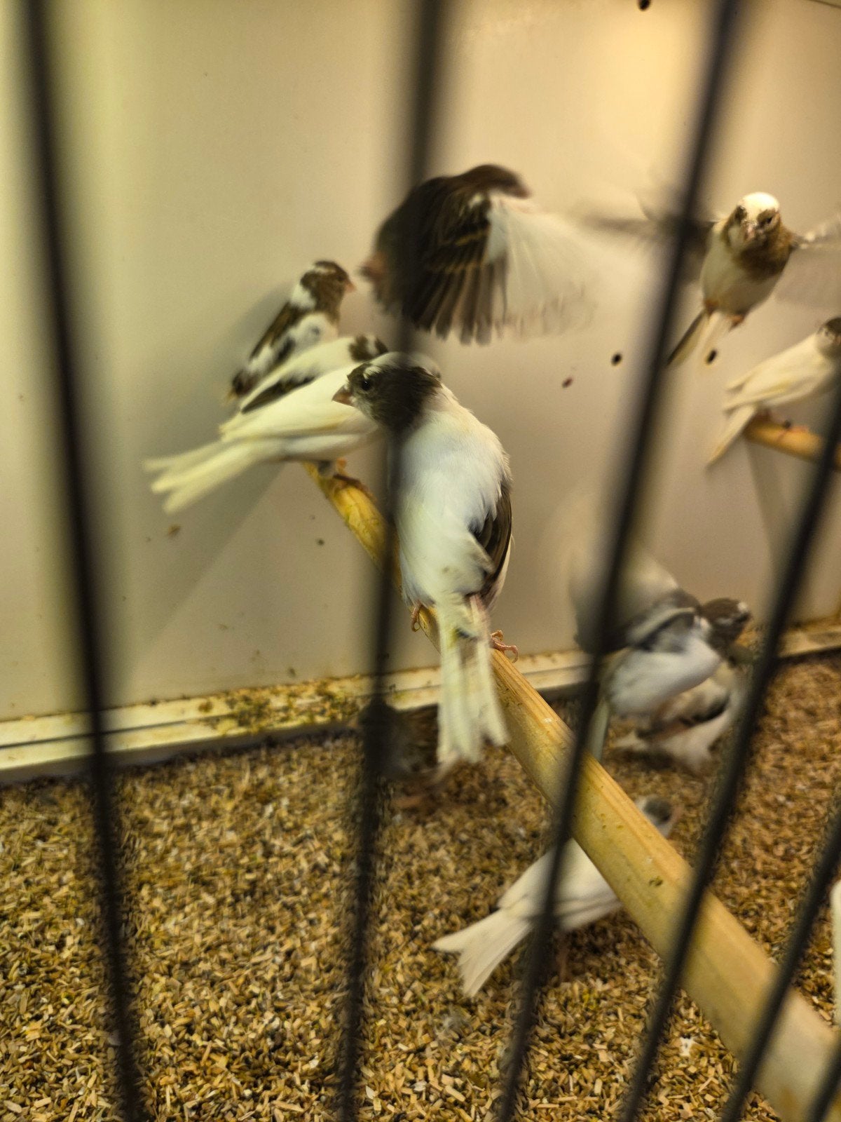 witbonte en witte kanaries, Dieren en Toebehoren, Meerdere dieren, Kleurkanarie
