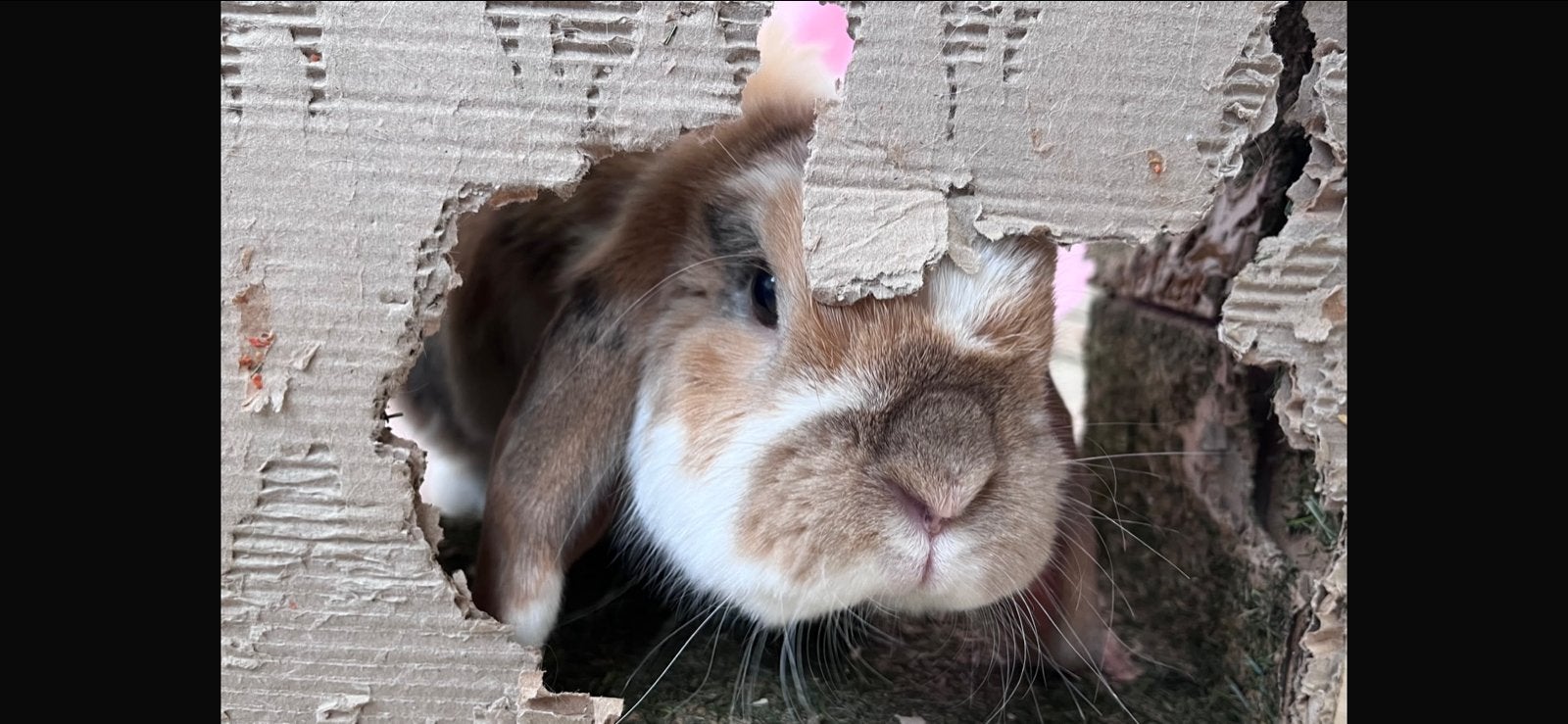 Twee allerschattigste konijnen, Dieren en Toebehoren, Meerdere dieren, Groot