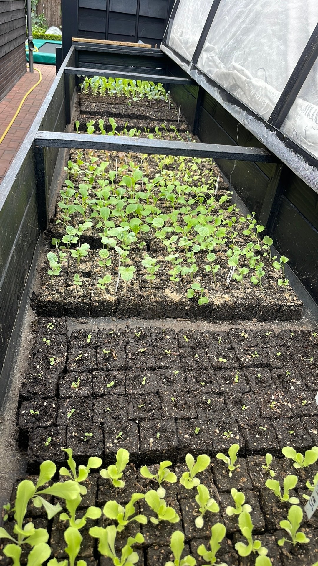Sla Andijvie rode Sla Palmkool moestuinplantjes, Ophalen, Volle zon, Groenteplanten, Eenjarig