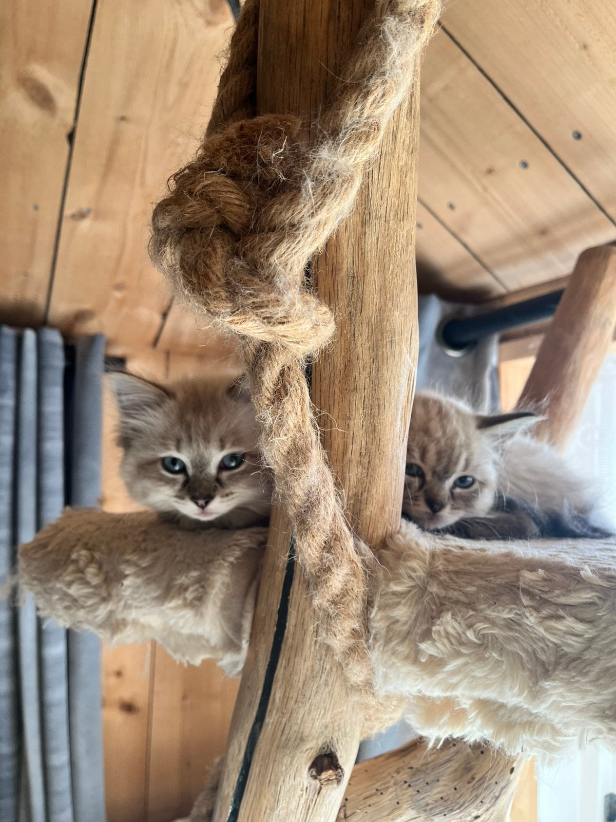 Zuivere Ragdoll kittens, Meerdere dieren, Gechipt, 0 tot 2 jaar