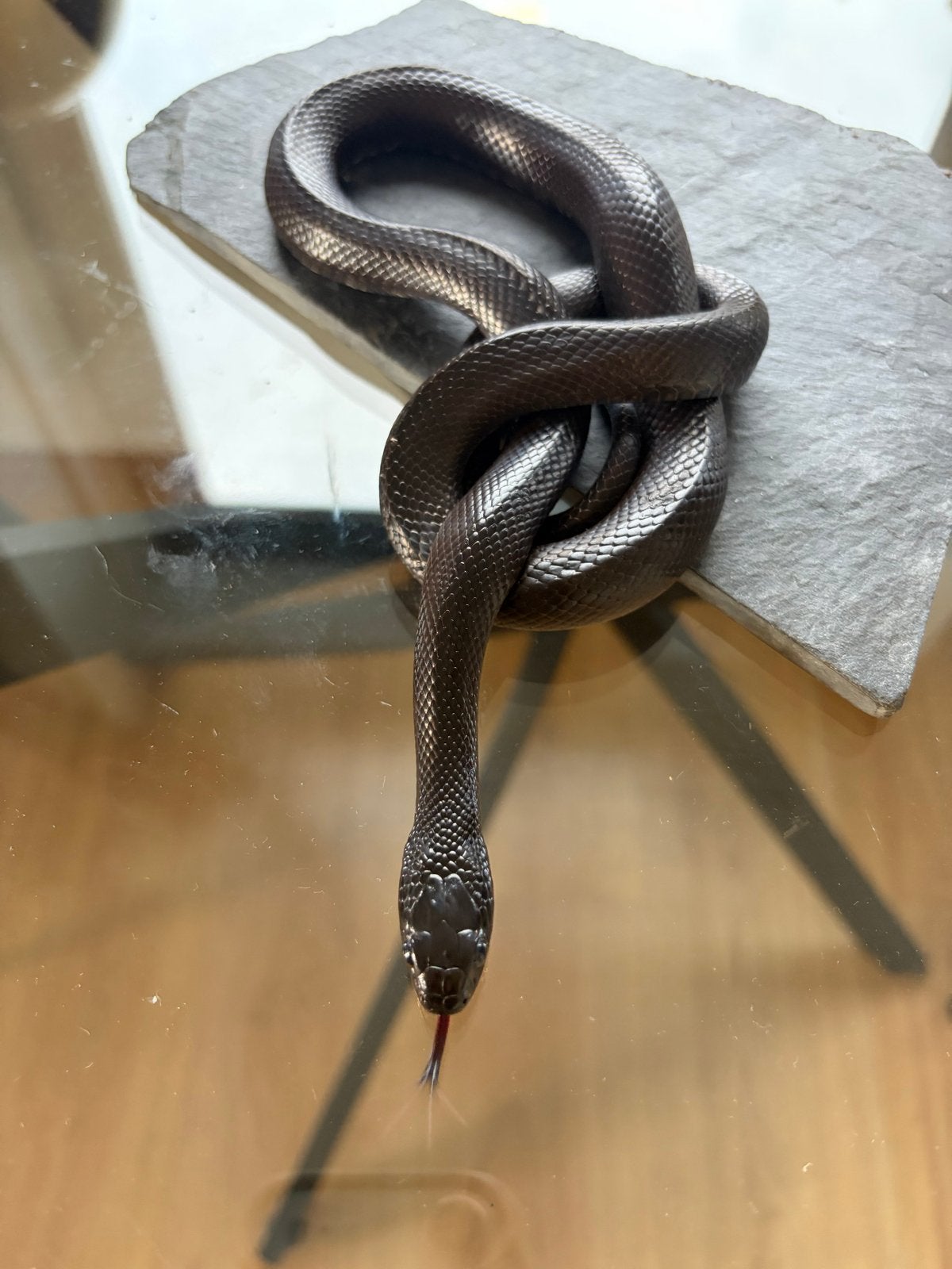 Lampropeltis - Koningsslang Kingsnake - male for sale from Di