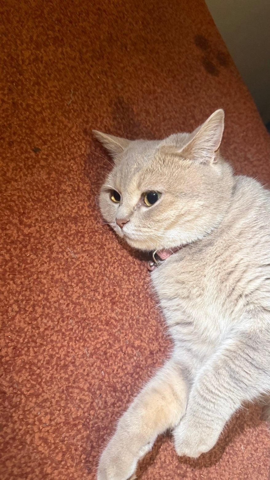 Britse korthaar, Dieren en Toebehoren, Katten en Kittens | Overige Katten, Poes