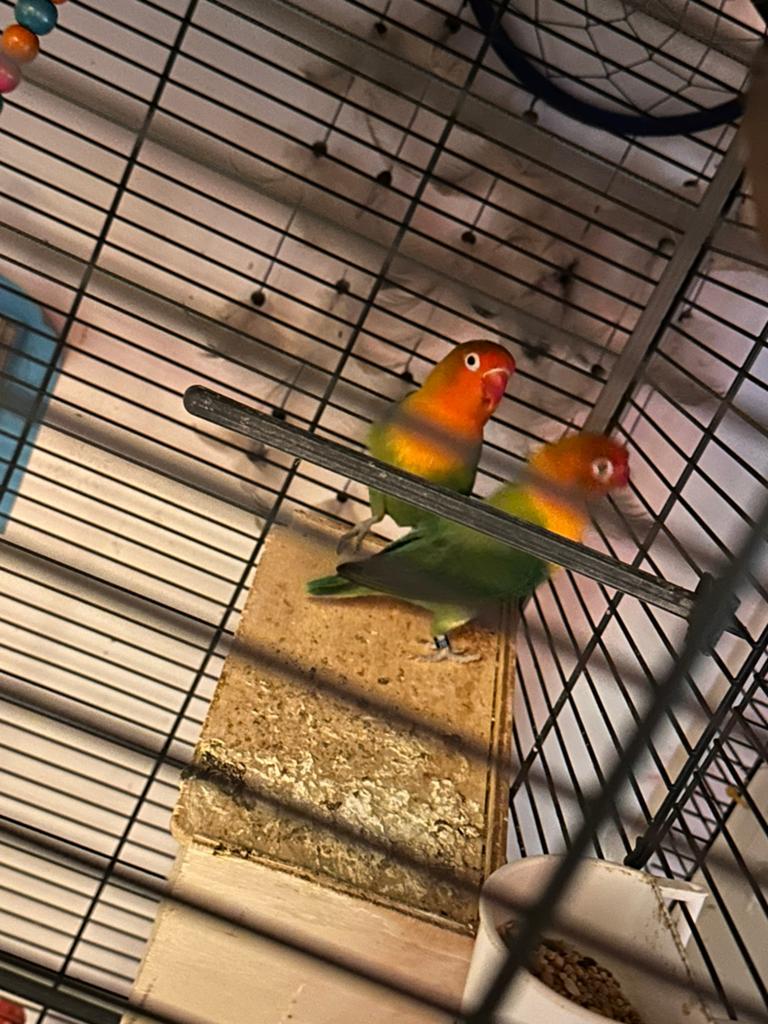 2 agapornissen met grote kooi, Dieren en Toebehoren, Vogels | Parkieten en Papegaaien, Geslacht onbekend, Dwergpapegaai of Agapornis