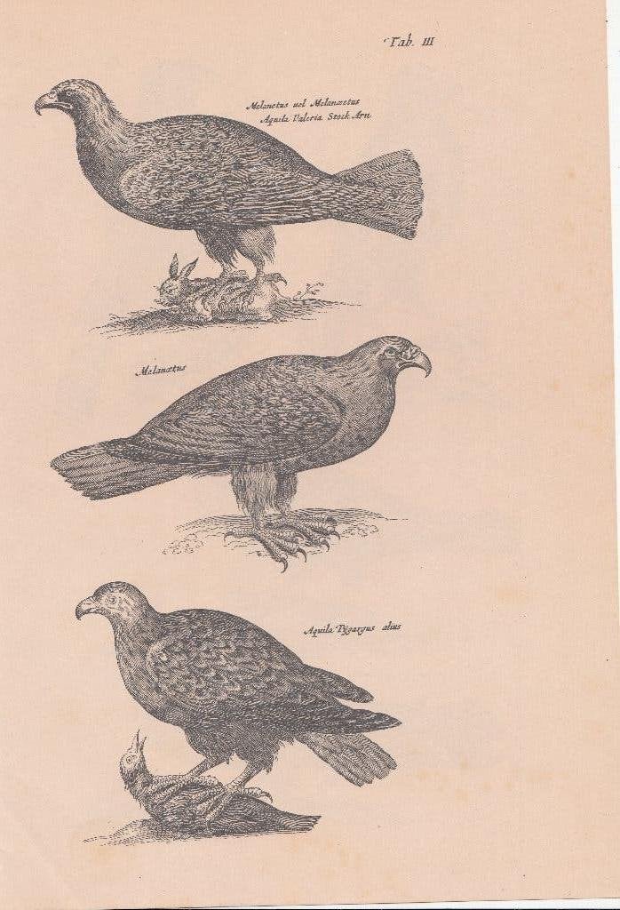 Prent met roofvogels, 1960 tot 1980, Gebruikt, Ophalen of Verzenden, Dier