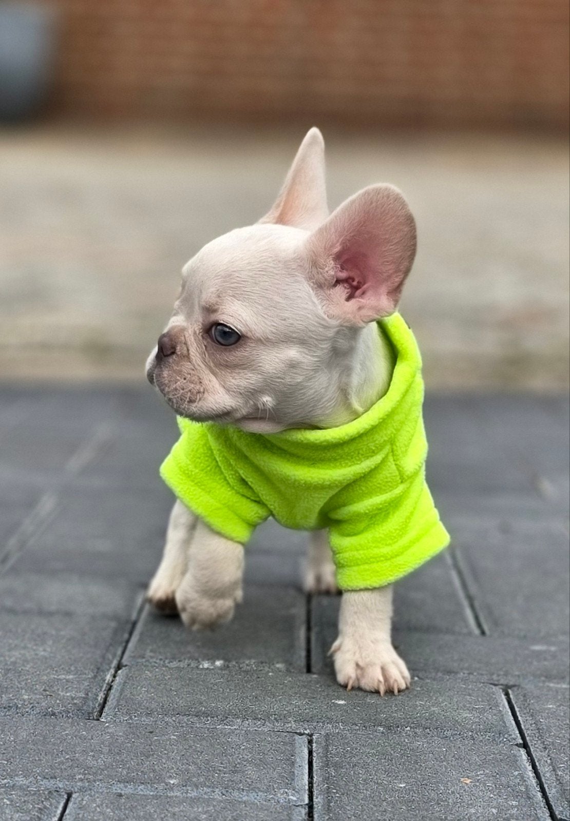 💙 super leuke, lieve,  x franse Bulldog pup reutje 💙, Dieren en Toebehoren, Parvo, Reu, 8 tot 15 weken, Bulldog