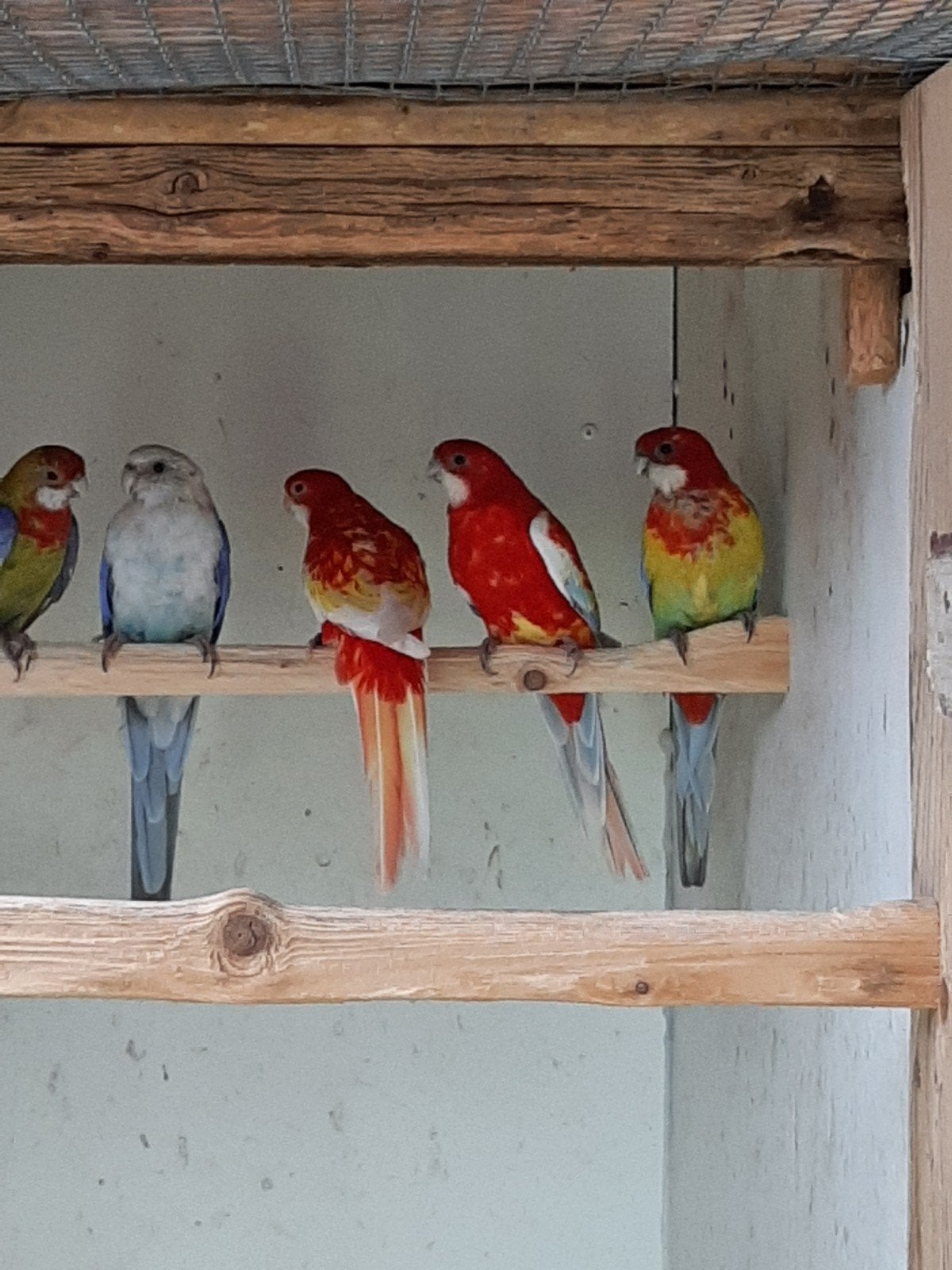 rosella, Dieren en Toebehoren, Mannelijk, Parkiet, Geringd