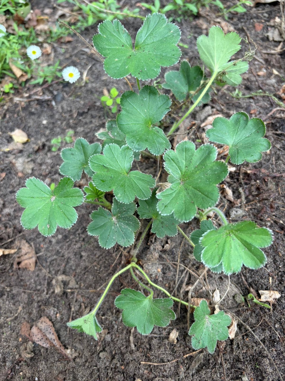 Kleinbladige vrouwenmantel, Tuin en Terras, Ophalen, Overige soorten, Volle zon