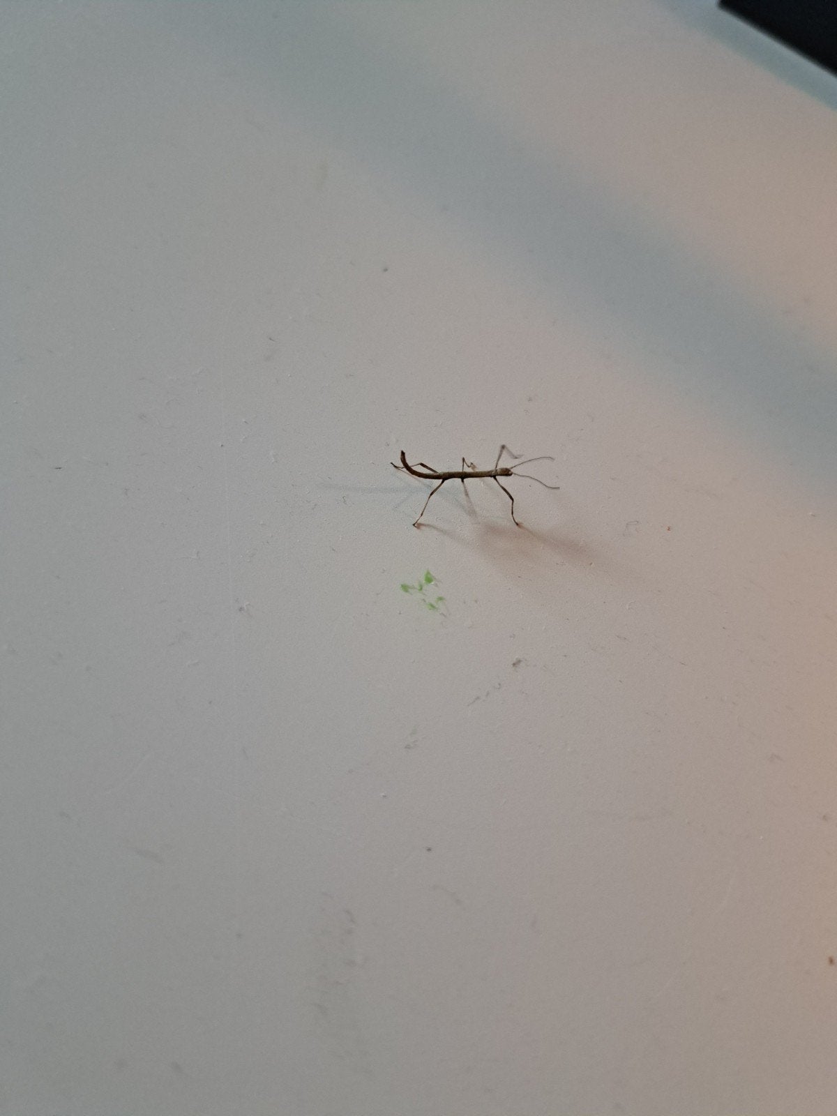 Wandelende takken (baby's), Dieren en Toebehoren, Insecten en Spinnen, Wandelende tak