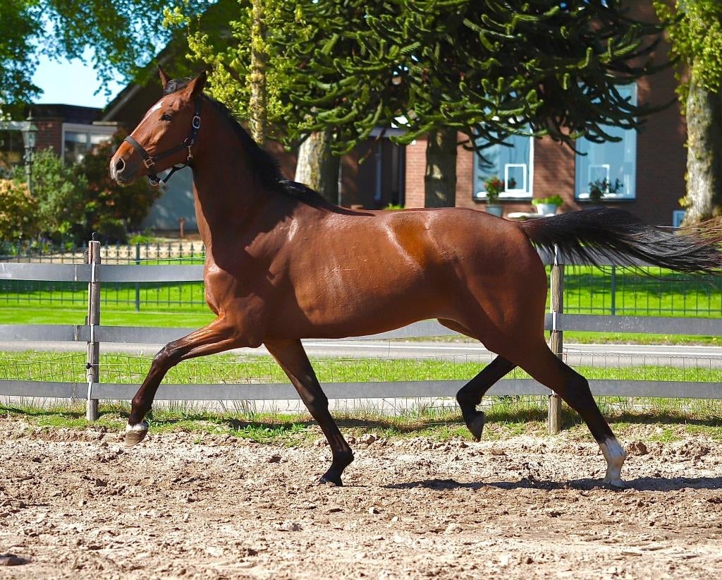 Zeer lieve kwaliteitsvolle 3 jarige merrie Lennox x United, Merrie, Met stamboom, Dressuurpaard, 3 tot 6 jaar