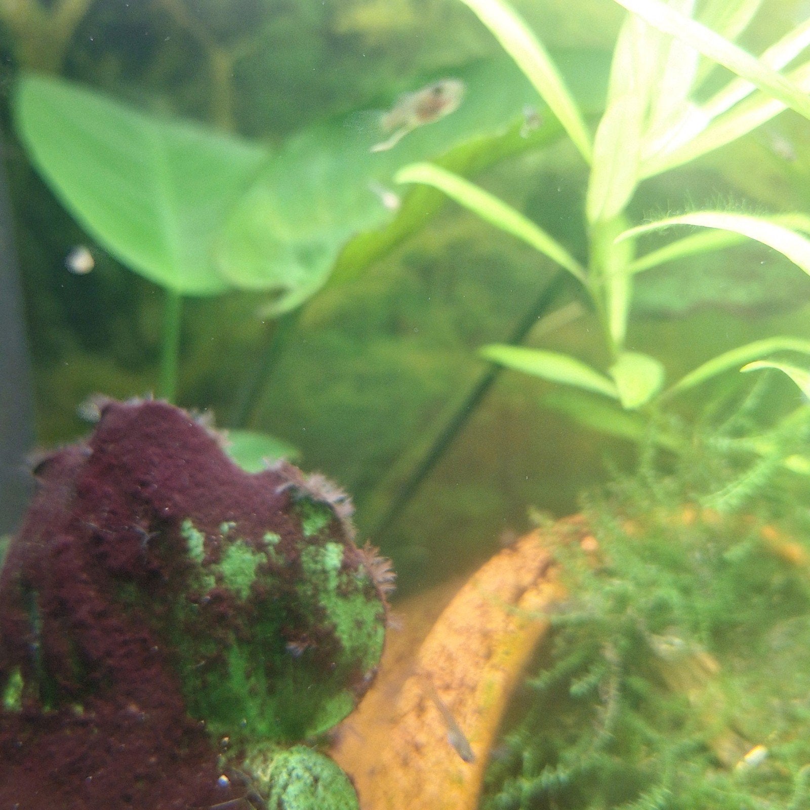 mooie baby guppy's!, Dieren en Toebehoren, Vis, Zoetwatervis, Schoolvis