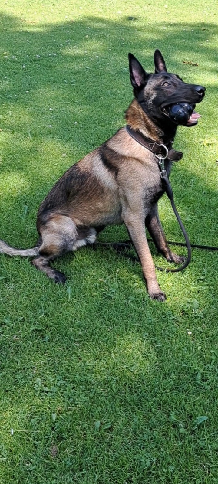 Super mooie vrije mechelse herder reu van bijna 13 maand, Dieren en Toebehoren, Honden | Herdershonden en Veedrijvers, Parvo, 15 weken tot 1 jaar