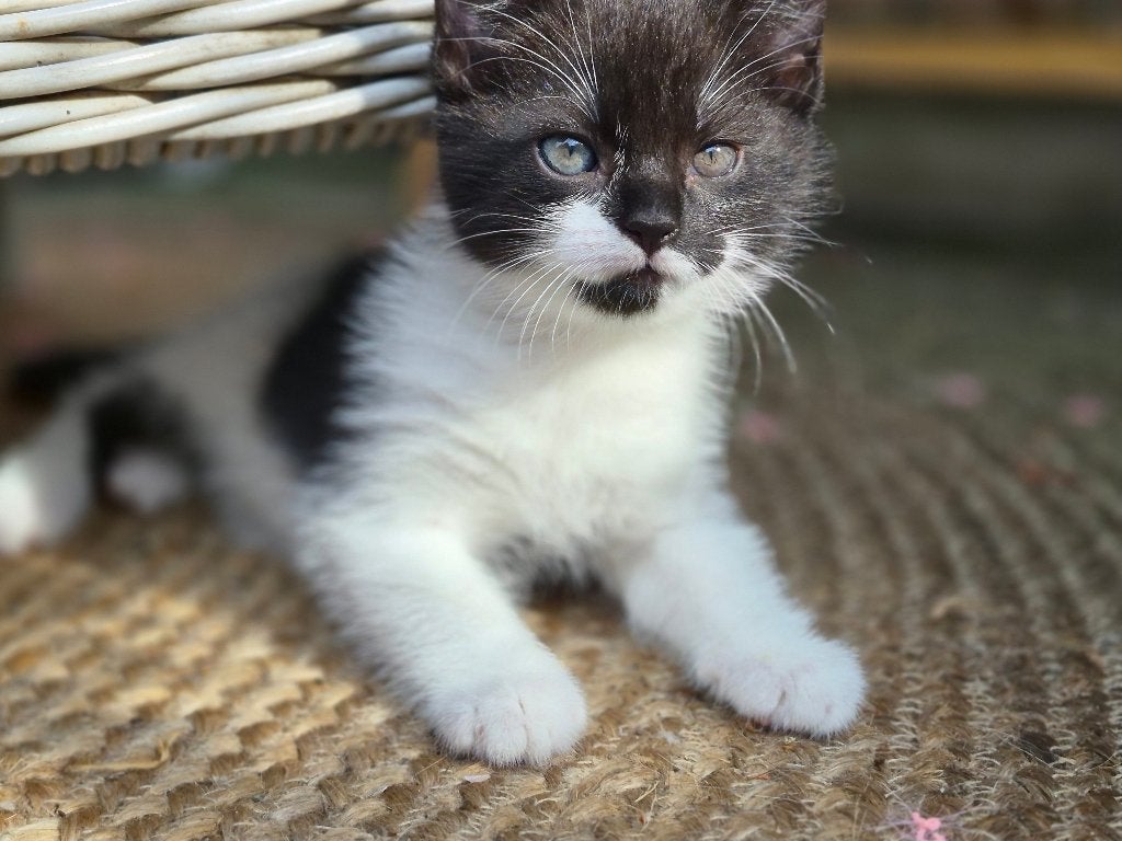 Kittens, Meerdere dieren, Kortharig, 0 tot 2 jaar