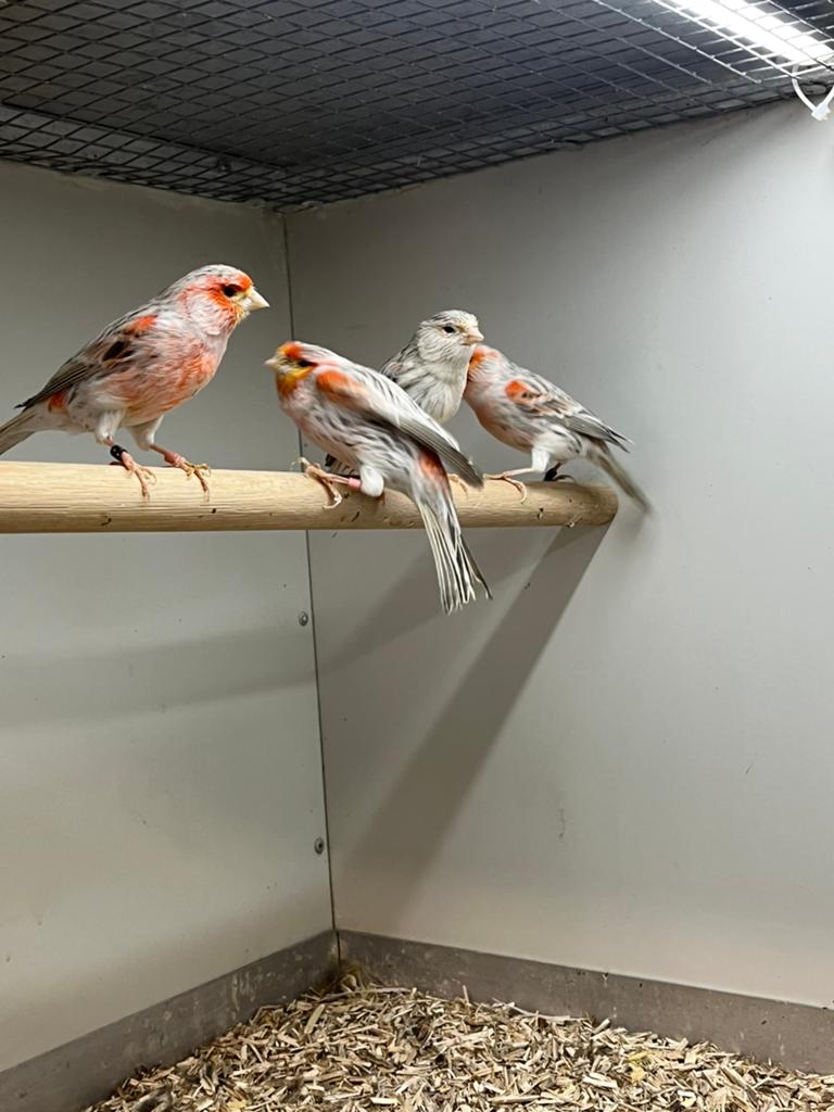 Kanaries Rood Agaat Mozaïek 4-5, Meerdere dieren, Kleurkanarie