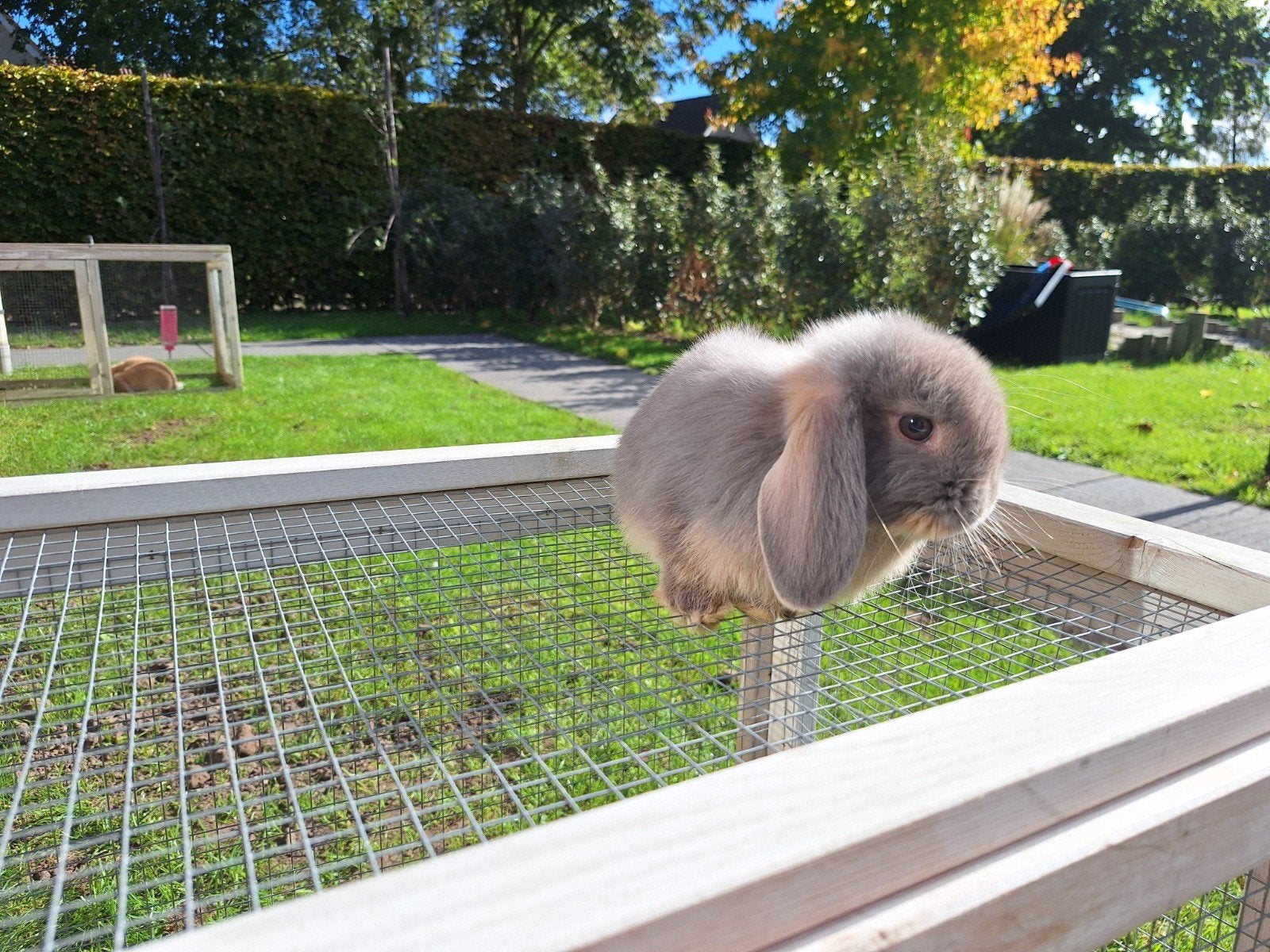4 jonge NHD, ruim 7 weken oud, Meerdere dieren, Dwerg, Hangoor, 0 tot 2 jaar
