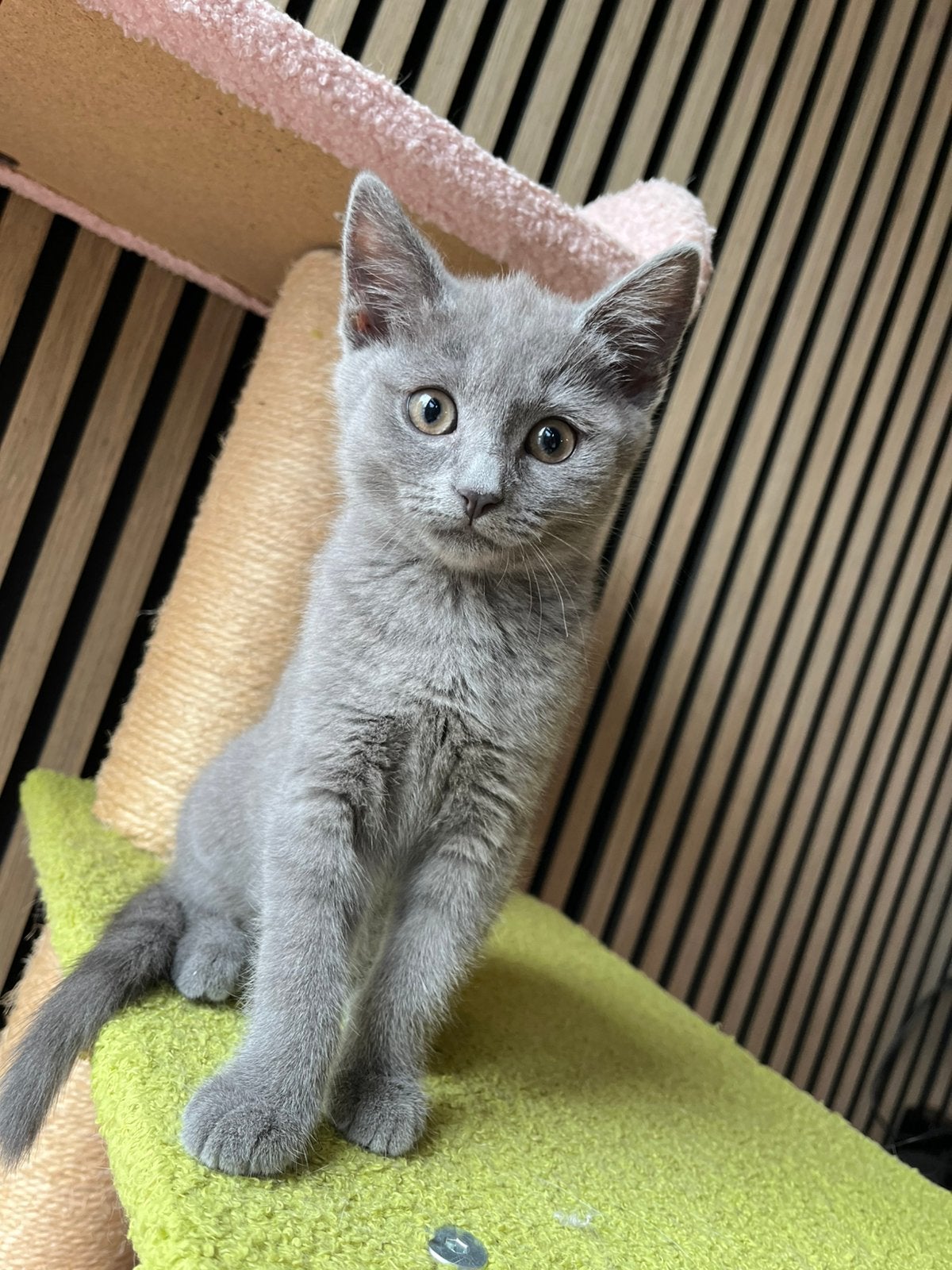 Britse korthaar poesje 300 euro mag nu opgehaald !, Poes