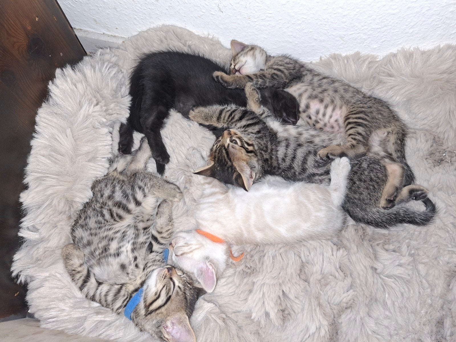 - 10 week - bengaal x savannah - mainecoon, Dieren en Toebehoren, Meerdere dieren, Ontwormd, 0 tot 2 jaar