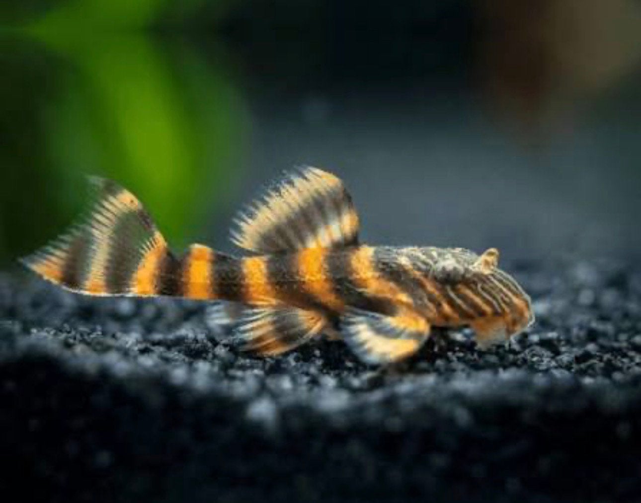 L397 pleco, Dieren en Toebehoren, Vis