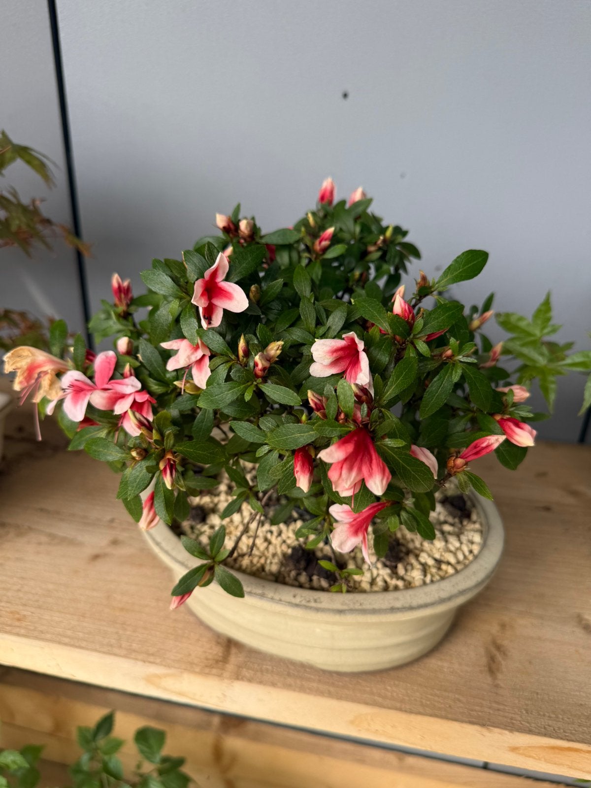 Bonsai Azalea hinomaru shohin, In pot, Halfschaduw, Minder dan 100 cm, Overige soorten