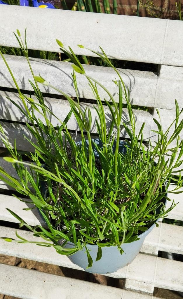Grote lavendel, Tuin en Terras, Planten | Tuinplanten, Volle zon, Vaste plant, Zomer, Ophalen