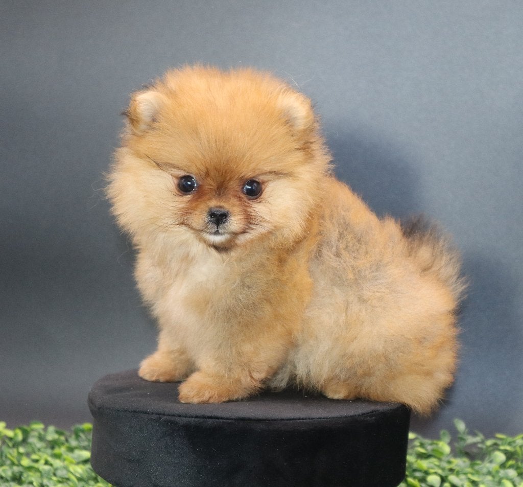 Mini Bearface Pomeranian/Pomeriaan teefje Geboren in NL, Nederland, Keeshond, 15 weken tot 1 jaar, Teef