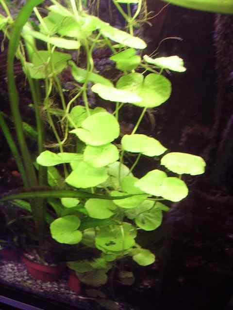 10 stekken van de Braziliaanse Waterklimop, Ophalen of Verzenden, Zo goed als nieuw, Plant(en), Steen of Hout