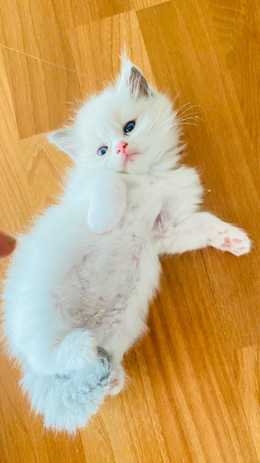 Ragdoll kittens te koop, Dieren en Toebehoren, Katten en Kittens | Raskatten | Langhaar, Meerdere dieren, Ontwormd, 0 tot 2 jaar