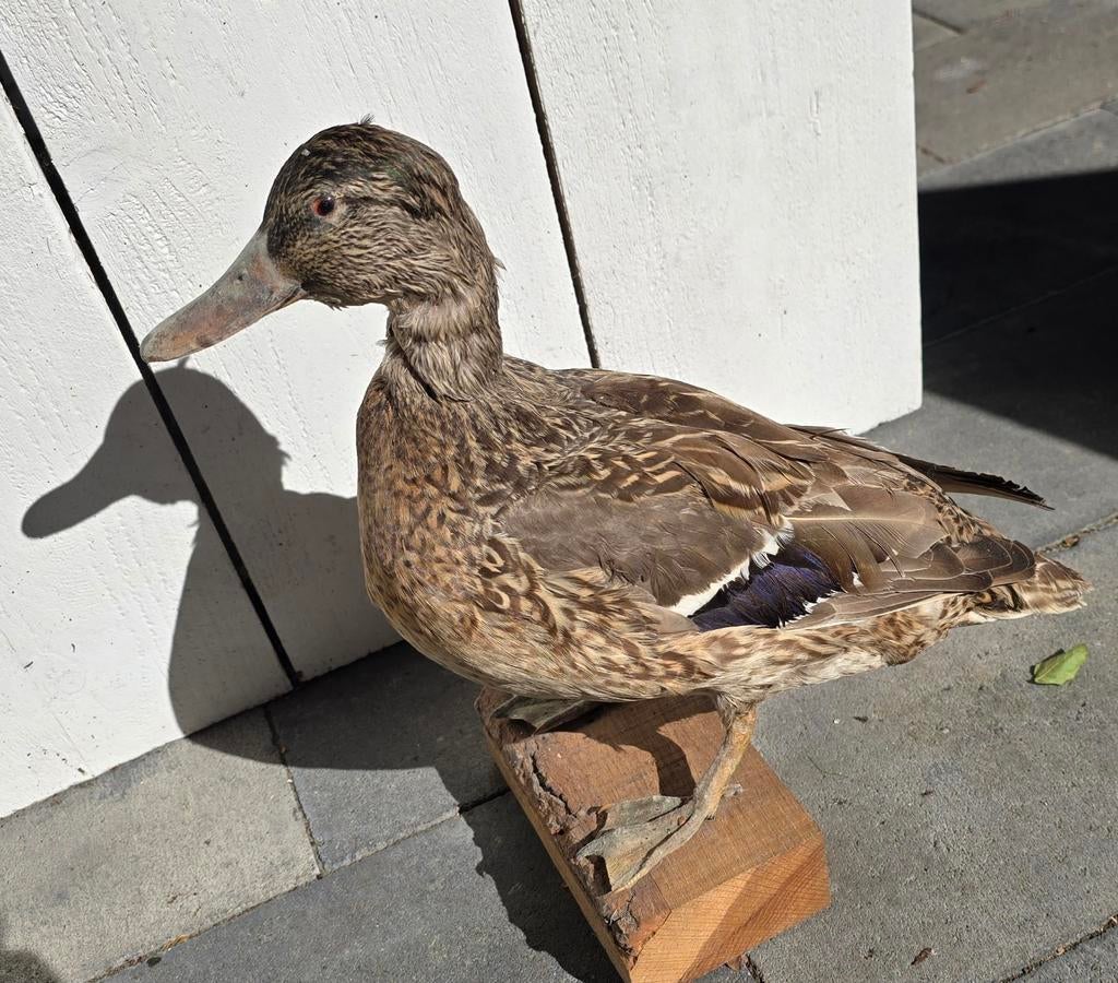 Opgezette Wilde Eend, Ophalen of Verzenden, Zo goed als nieuw, Vogel, Opgezet dier