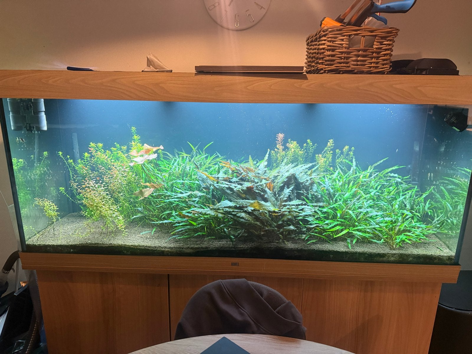Aquariumplanten (alles), Ophalen