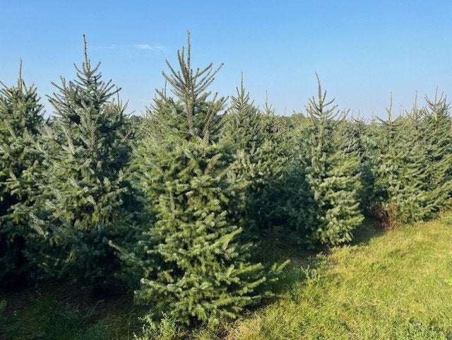Kerstbomen picea Omorika 600 stuks, Tuin en Terras, Planten | Bomen, Bloeit niet, Overige soorten, 100 tot 250 cm, Ophalen