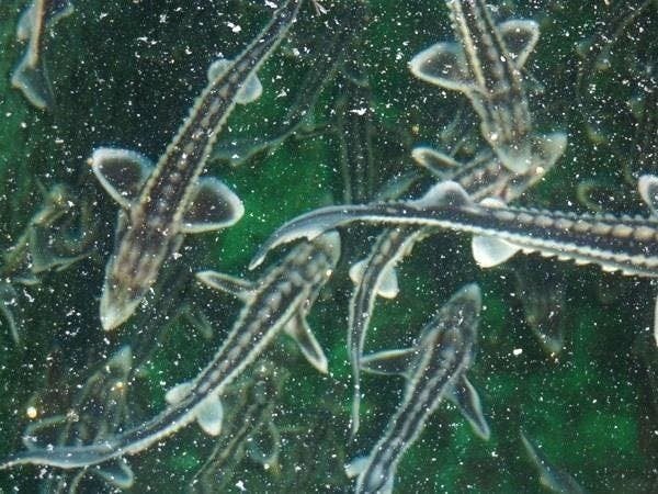 Steuren, Chinese wimpelkarper, spiegelkarper, winde, zeelt, Steur