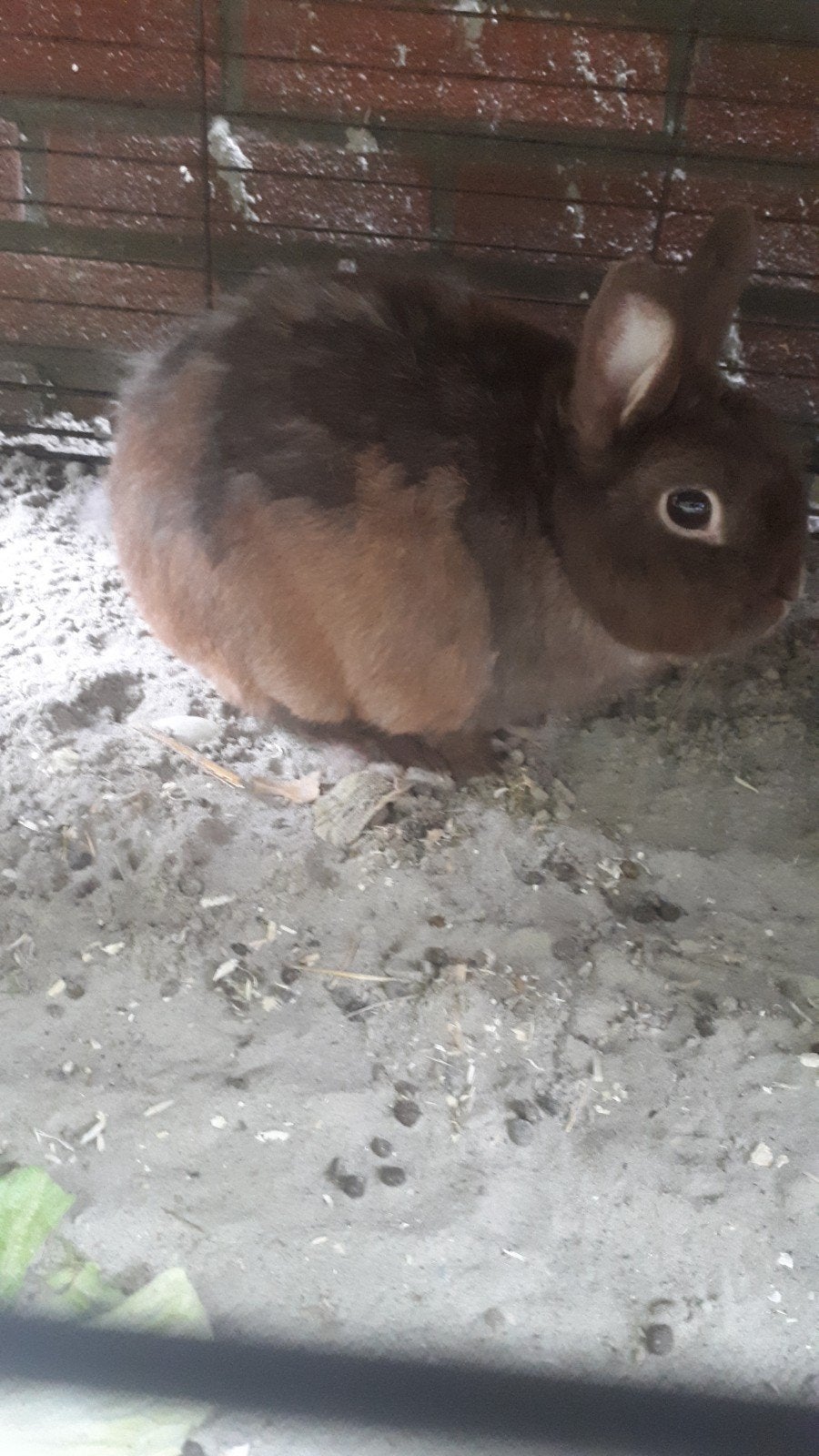 goed huisje gezocht voor ram 4 jaar oud, Dieren en Toebehoren, Konijnen, Mannelijk