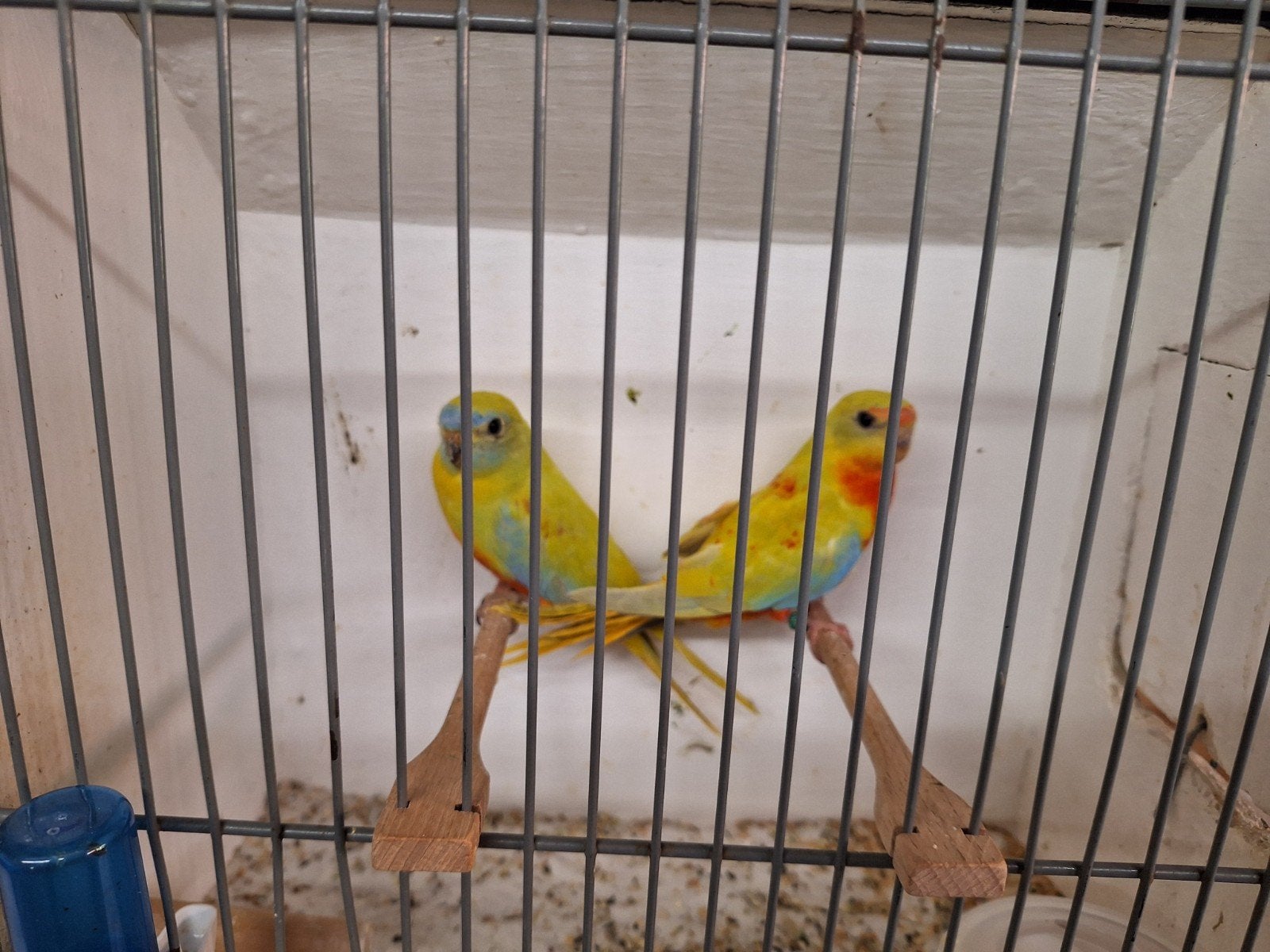 Turquoisine parkieten, Meerdere dieren, Parkiet, Geringd