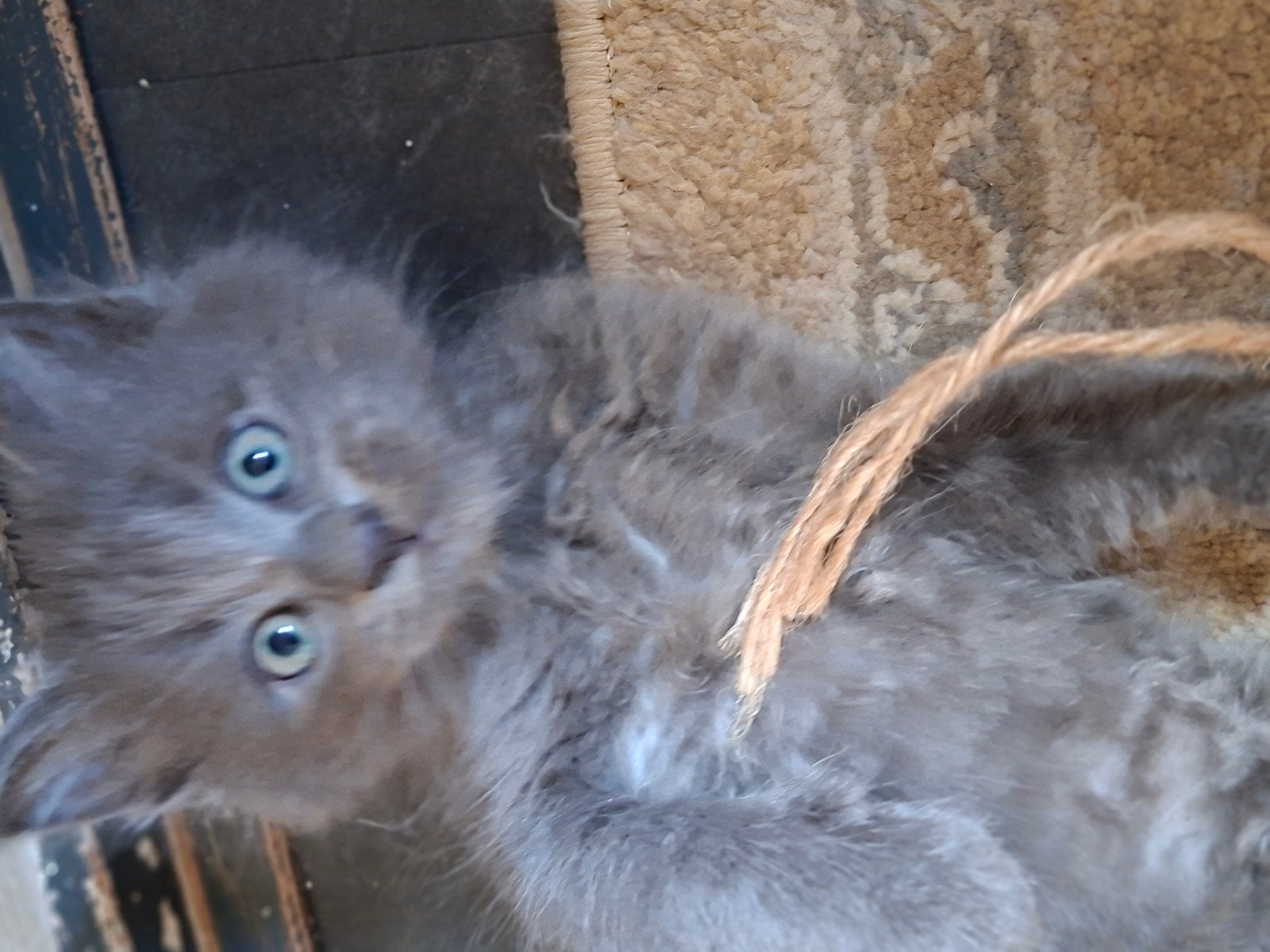 main coon kittens, Dieren en Toebehoren, Meerdere dieren